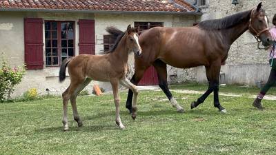 Yegua caballo de deporte alemán en venta 2023 bayo moreno por quineiro