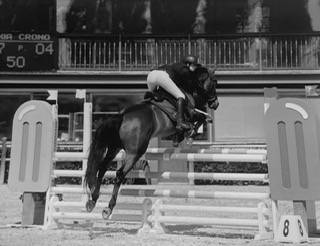 Gelding French Saddle Pony For sale 2014 Bay