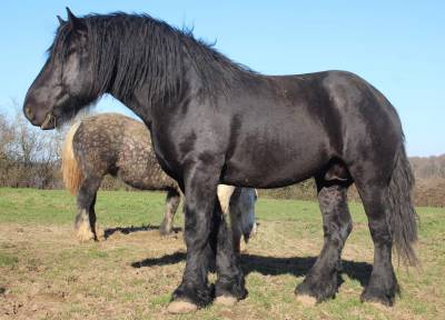 Héros de l'odringhien : héros de l'odringhien - etalon percheron noir approuvé 