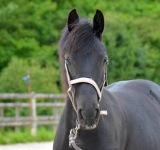 Poulain arabo frison 1 an