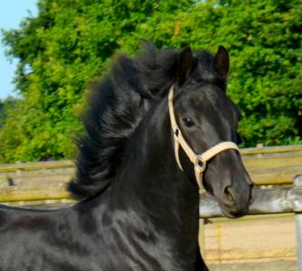 Colt friesian arabian for sale 2024 black