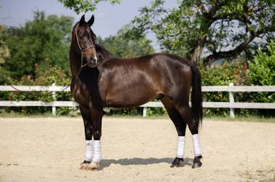 Hongre kwpn dressage