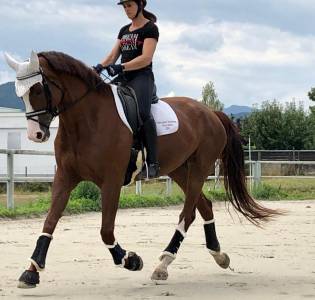 Mare kwpn dutch warmblood for sale 2011 chesnut