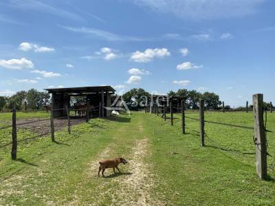 Neuville les dames / exploitation équestre / 14 ha