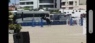 Caballo castrado kwpn caballo de deporte neerlandés en venta 2019 negro por le blue diamond v't ruytershof