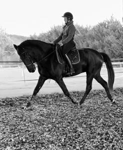 Gelding menorquin horse for sale 2016 black