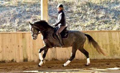 Top jument dressage croisée kwpn/lusitanienne