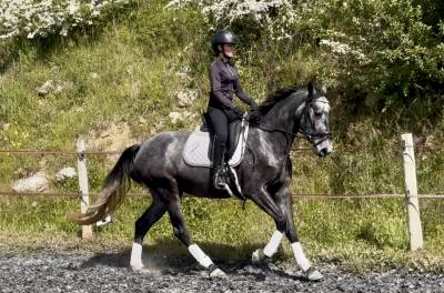 Yegua kwpn caballo de deporte neerlandés en venta 2021 tordo por grappa