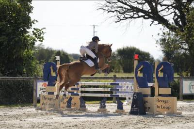 Jument selle français 5 ans par andiamo semilly