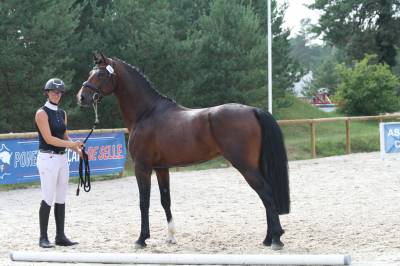 Broodmare welsh pony (section d), welsh cob for sale 2005 bay