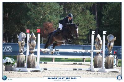 Stallion french saddle pony for sale 2017 dark bay