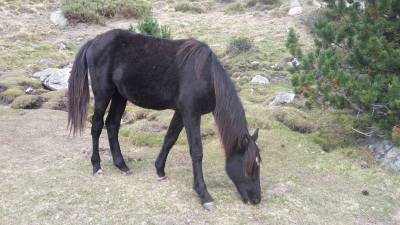 Pouliche rocky mountain horse 