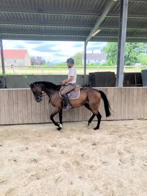 Cheval loisir cso dressage 7ans 