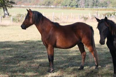 Filly welsh pony (section b) for sale 2022 bay