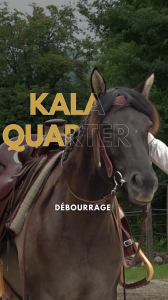 KALA - Quarter Horse Grullo