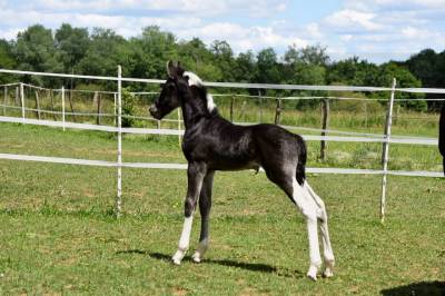 Pouliche barockpinto