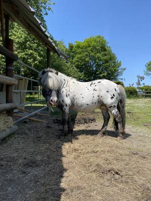 étalon à vendre