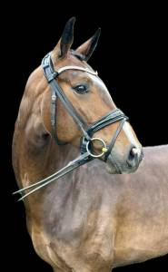 Mare hanoverian for sale 2019 bay