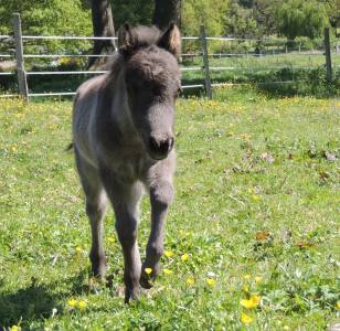 Superbe poulain de race cheval miniature américain amha