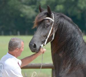 Pouliche frison 2 ans