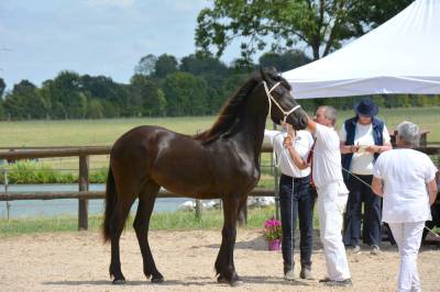 Pouliche frison 2 ans