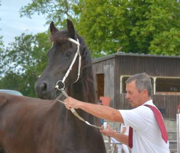 Filly friesian for sale 2022 black