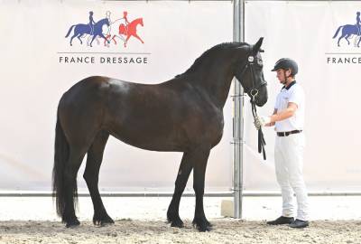 Jument frison tara king 3 ans débourré