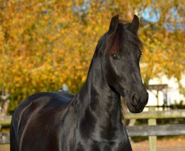 Potranca frisón en venta 2022 negro por elias 494