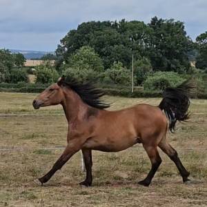 Demi-trait / demi-sang arabe  hongre de 2023