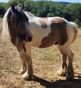 Gelding Irish Cob For sale 2015 Other color