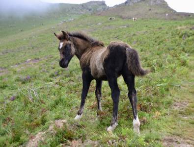 Poulain hongre pottok pp noir au sevrage