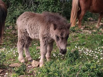 Colt shetland pony for sale 2024 grey