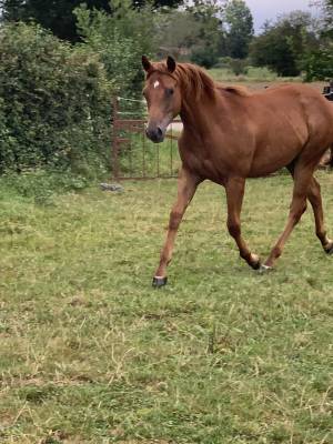 Pouliche appaloosa