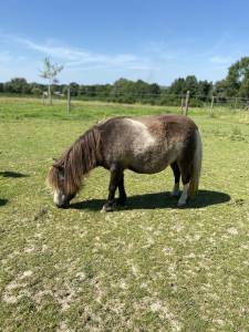 Jument shetland de 3 ans