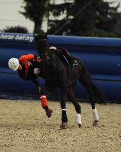 Cheval de horse ball aqps 6 ans