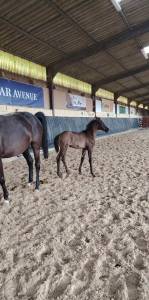 Veulen (vr) Belgisch sportpaard Te koop 2024 Zwart ,  D'humbra de la hart