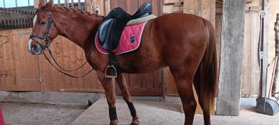 Cheval arabe de 4 ans, couleur alezan