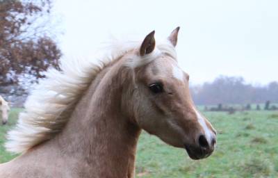 Draagmerrie welsh pony (section b) te koop 2021 palomino ,  northlight concerto