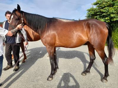 Mare french trotter for sale 2019 bay