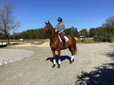 complet/dressage: OLD; prix special avant fin octobre