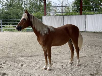 Puledro pfs pony francese da sella in vendita 2023 crine lavato