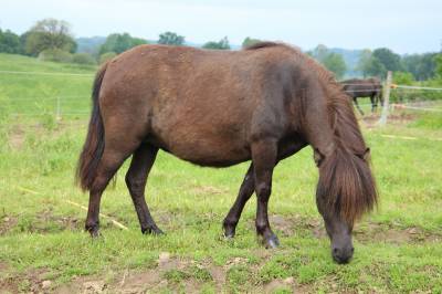 Broodmare shetland pony for sale 2019 black