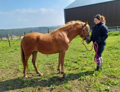 av très rare ponette connemara pp 