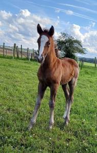 av superbe foal male connemara 