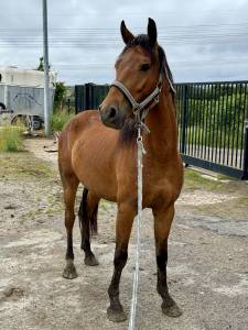 Poney pfs 4 ans en cours de débourrage