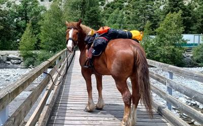 Cheval de trait - postier breton - 7 ans - hongre - pp