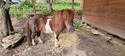 Pony shetland