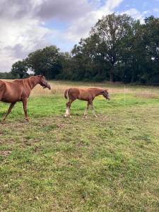 Vends foal par ksar sitte