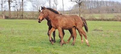 Magnifique foal par atome des etisses 