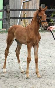 Superbe foals par atome des etisses 